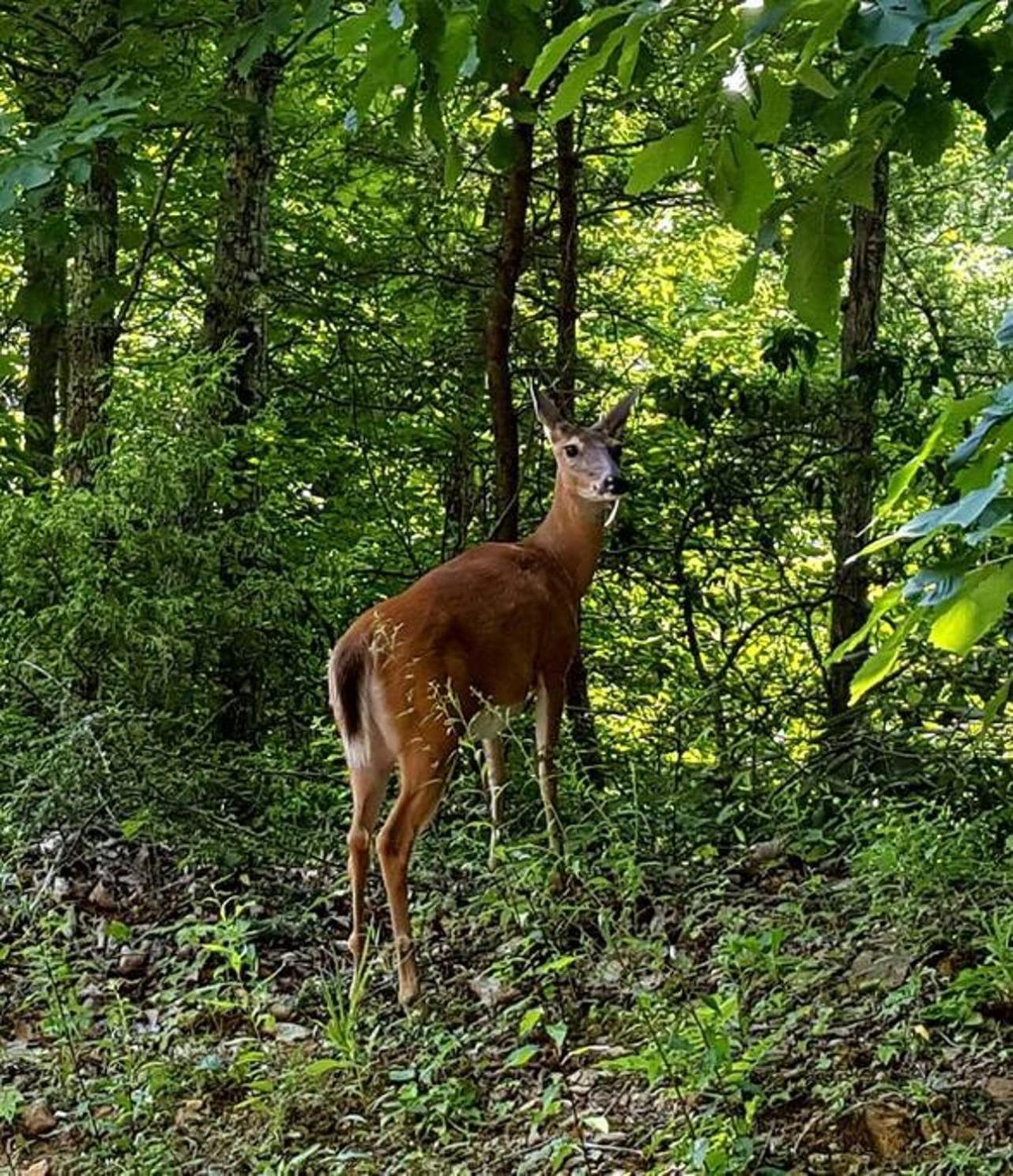 Peace, Serenity & Relaxation In The Smokies! Gatlinburg Buitenkant foto