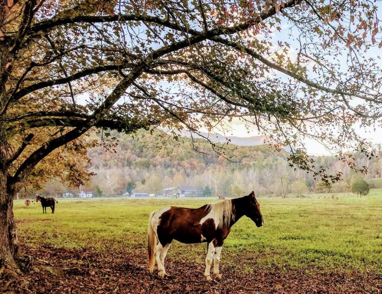 Peace, Serenity & Relaxation In The Smokies! Gatlinburg Buitenkant foto